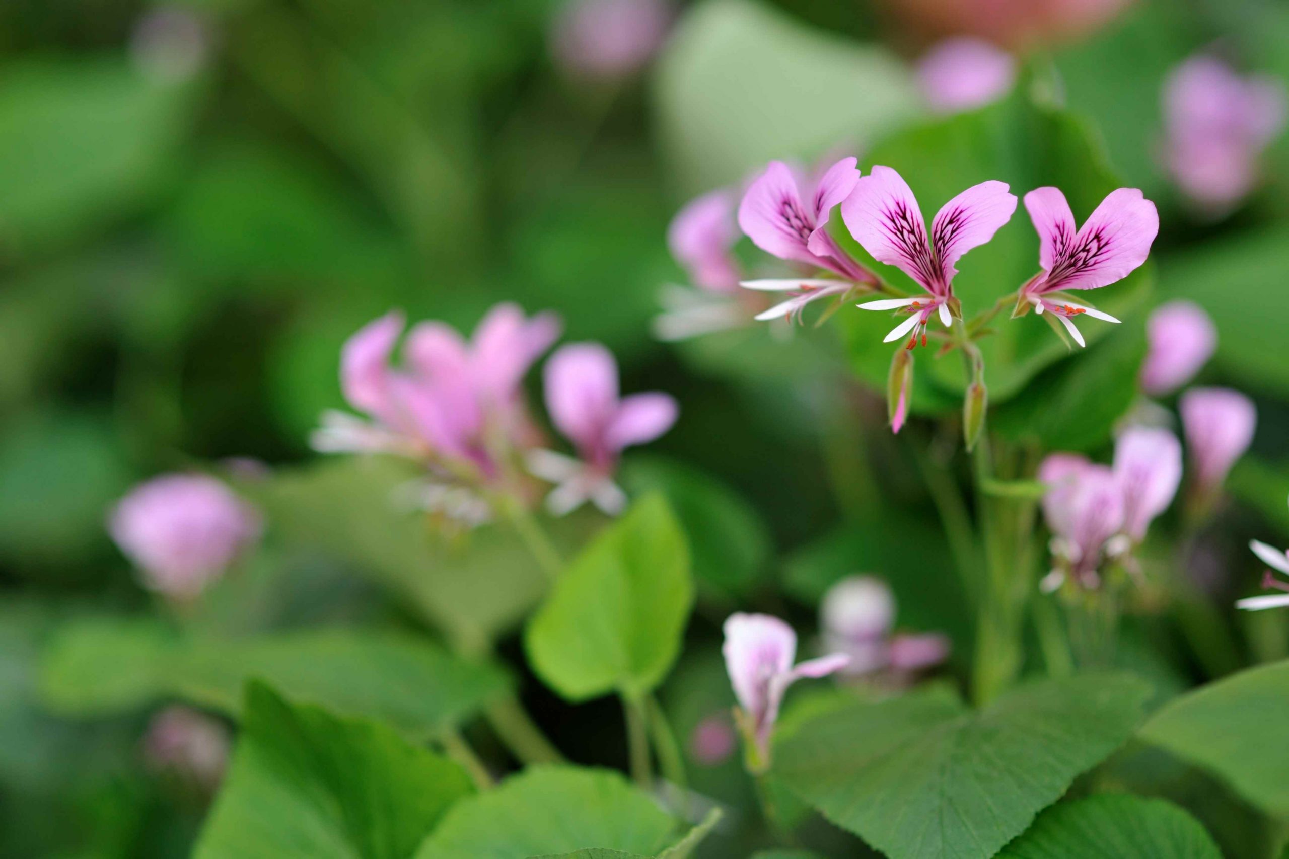 Fynbos Incenses Social Responsibility