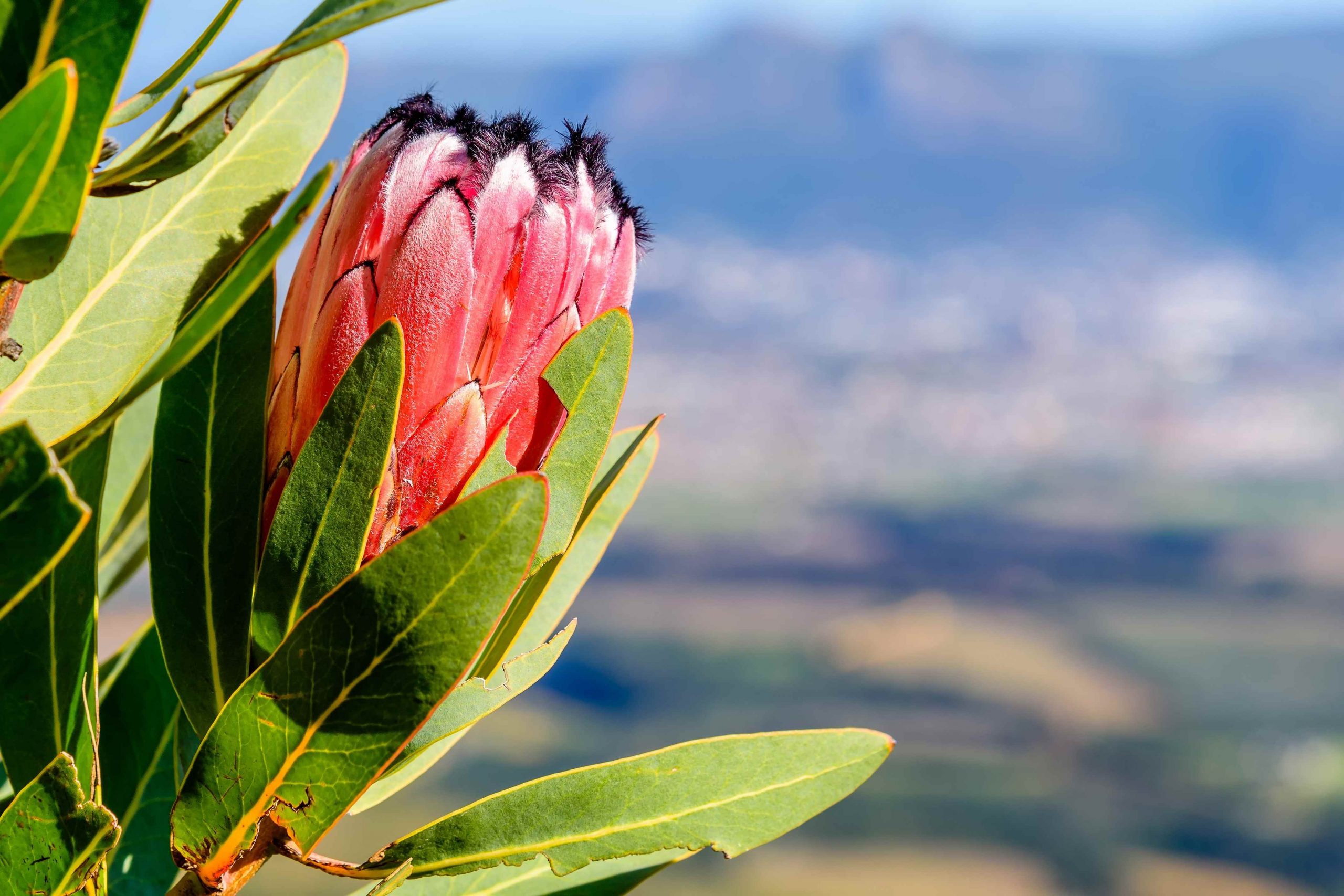 Fynbos Incenses Social Responsibility