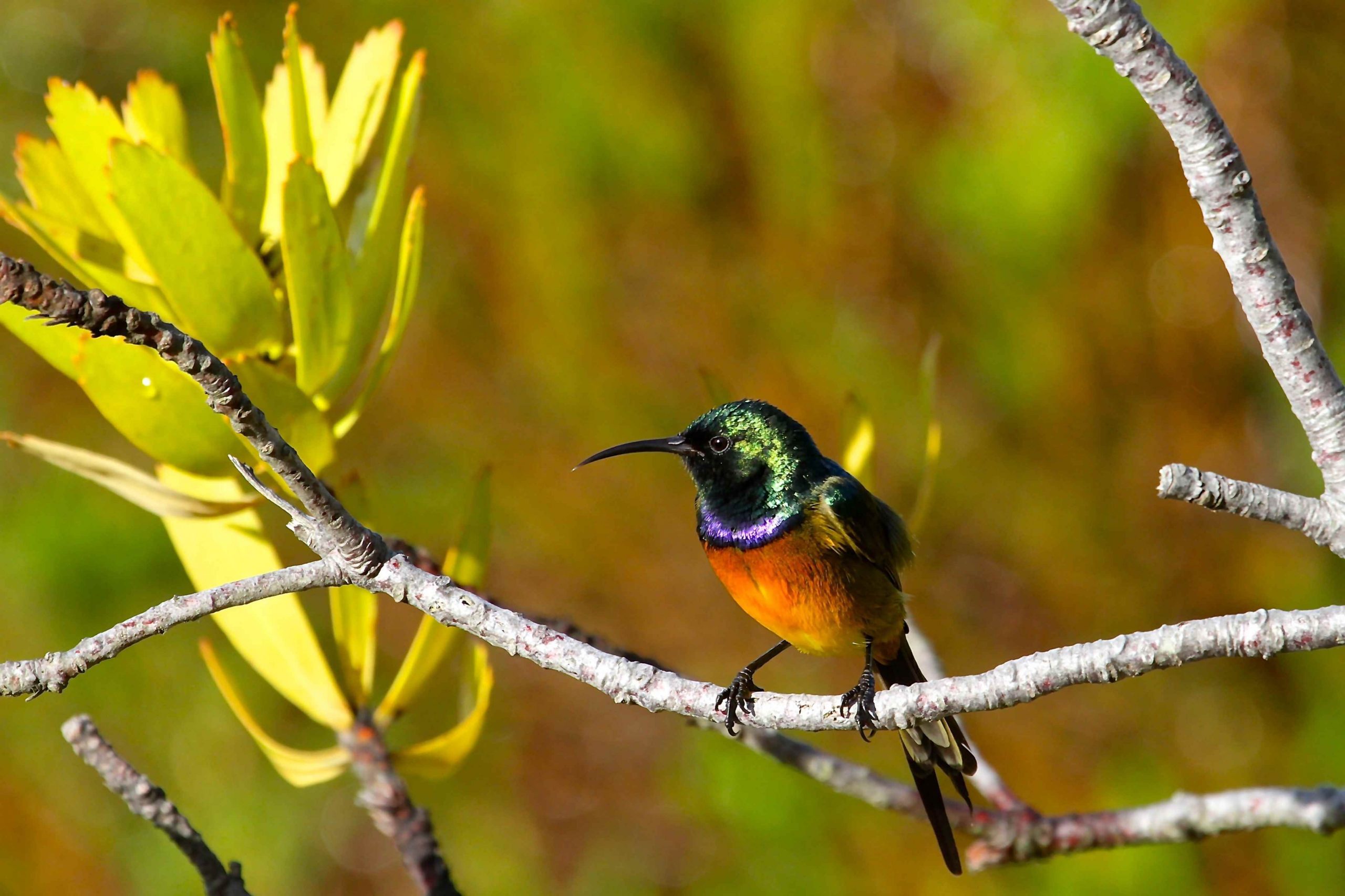 Fynbos Incenses Social Responsibility