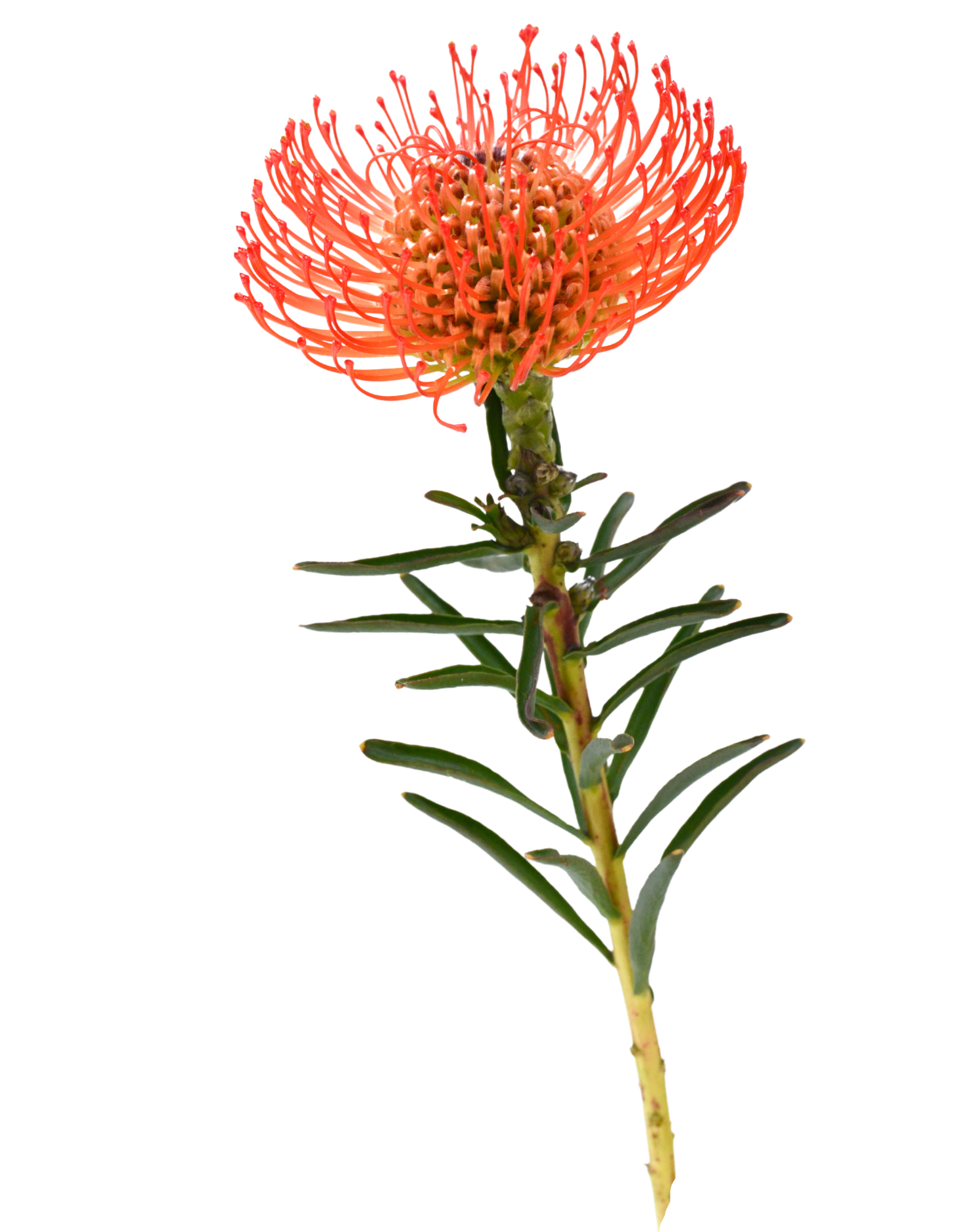 Fynbos Incenses Products